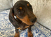Miniature dachshund