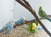 English Show Budgies for Sale Job lot of 10 mixed colours and sex