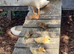 Indian runner ducks