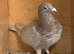 Red coloured racing pigeons RPRA rings