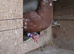 fantail roller/tippler pigeon