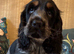 Royal Kennel Club Registered Cocker Spaniels