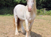 Beautiful natured Cremello colt