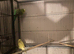 Budgies for sale