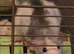 Pair of Female Dumbo Rats with large enclosure