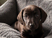 Black dachshund 8 weeks old