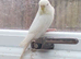 White hen