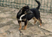 Little Betty will be the perfect small adult dog for your family