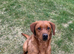 Health tested Ftch line Labrador pups.