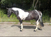 15.2hh quality safe cob