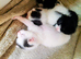 Very loving kittens