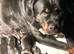 Rottweiler Puppies