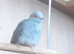 Diamond Doves Breeding Colony X 11