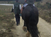 13hh bladgon cob 3.5 years old