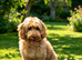 Beautiful Cockapoo in Leeds