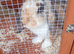 2 male bunnies