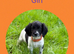 KC registered English Springer Spaniels