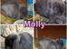 7 Mini lops - waiting list open