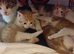 8 Kittens Black. Black and white. And Ginger.