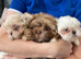 imperial shih tzu 2 boys left