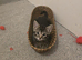 Male kitten looking for a good home