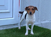 Jack Russell female