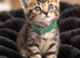 Beautiful cross bengals