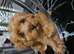 Cockapoo
