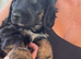 Only one Puppy left