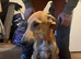 Saluki x greyhound puppy