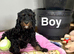 Beautiful cockapoo girls and boys available