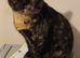 Bsh and Scottish fold mix ready on  middle of July