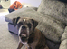 Olde English bulldog