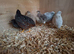 Mixed Chinese Painted Quail