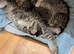 Silver tabby kittens £50