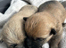 Gorgeous Cairn Terrier Puppies