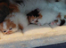 Persian kittens