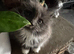 2 Maine Coon Kittens’s available