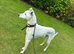 Whippet x collie