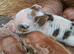 Kune kune piglets