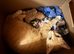 Last two boy kittens ready to go