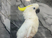 Friendly Baby HandReared Super Tame Cuddly Medium Sulphur Crested Cockatoo Parrot