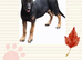 Belgian malinois pups