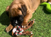 Beautiful boxer puppies