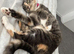 Rehoming Lola