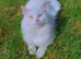 Cotton cat