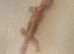 Albino leopard gecko cb26