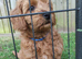 Beautiful Cavapoochon Boy