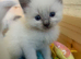 Beautiful Ragdoll kittens
