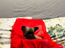 Tiny chihuahua puppies